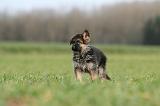 BERGER ALLEMAND 1134